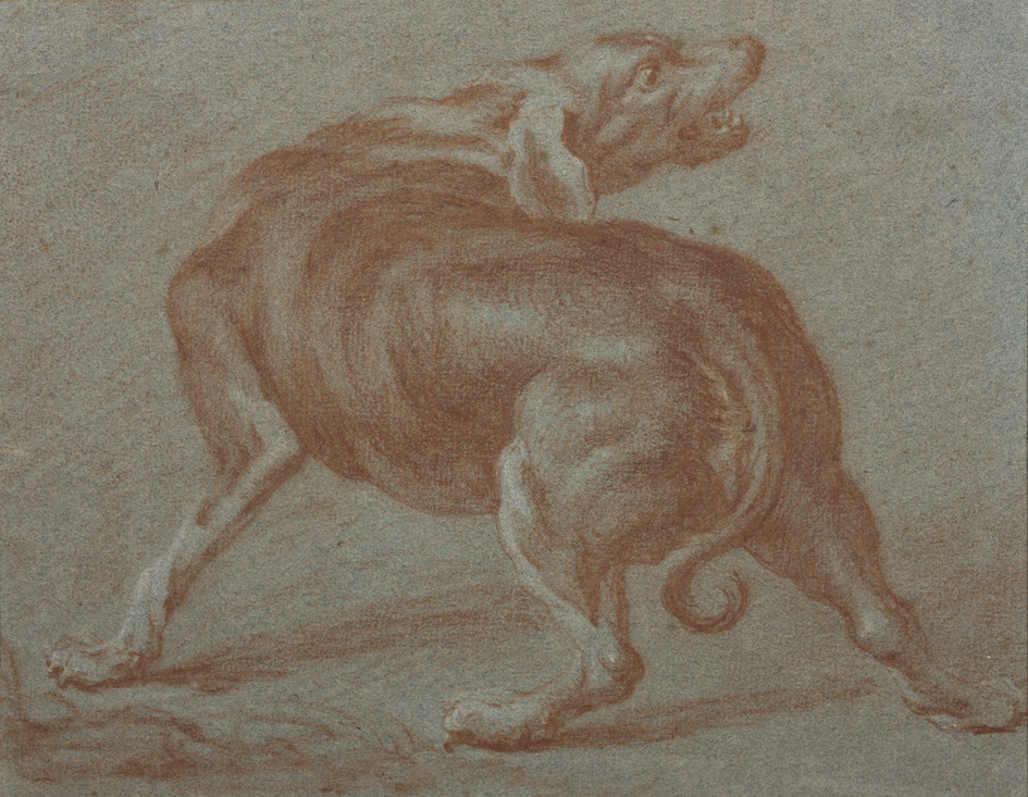 Studie van een blaffende hond, op de rug gezien